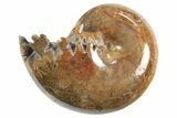 Polished Ammonite (Phylloceras) Fossil - Madagascar #297081-1